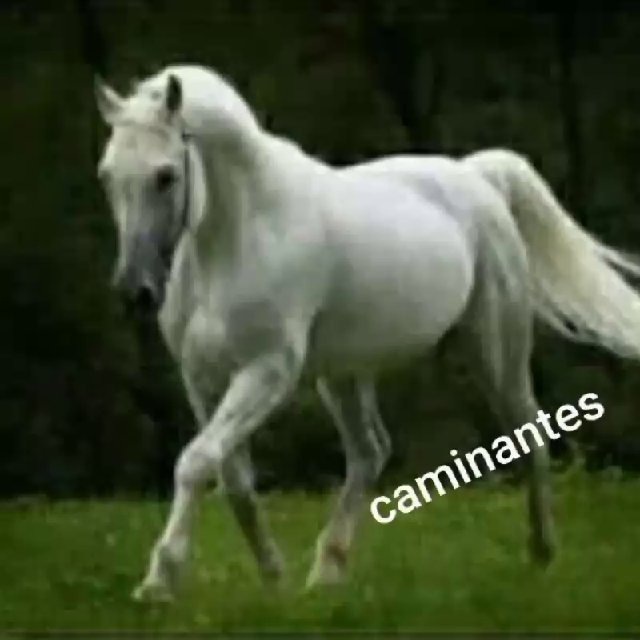 Caminantes Universales internacional