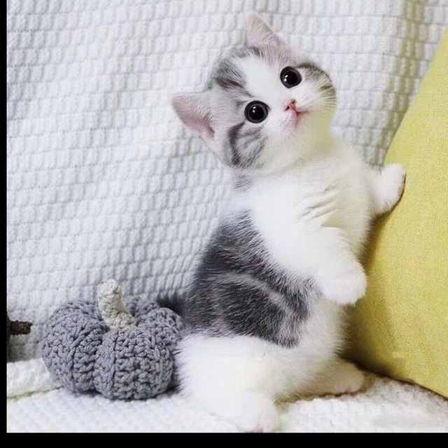 😻 Gatinhos Lindos e Fofos 😻