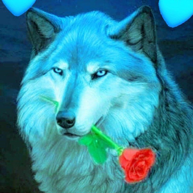 😻❤️ VÍDEOS DE ANIMAIS 😻❤️