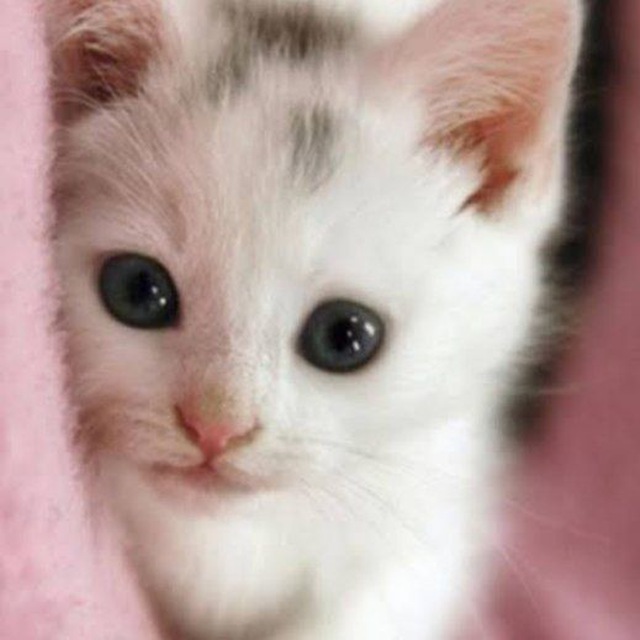 IMAGENS, FOTOS E PAPÉIS DE PAREDE ❤️🌹😘😍