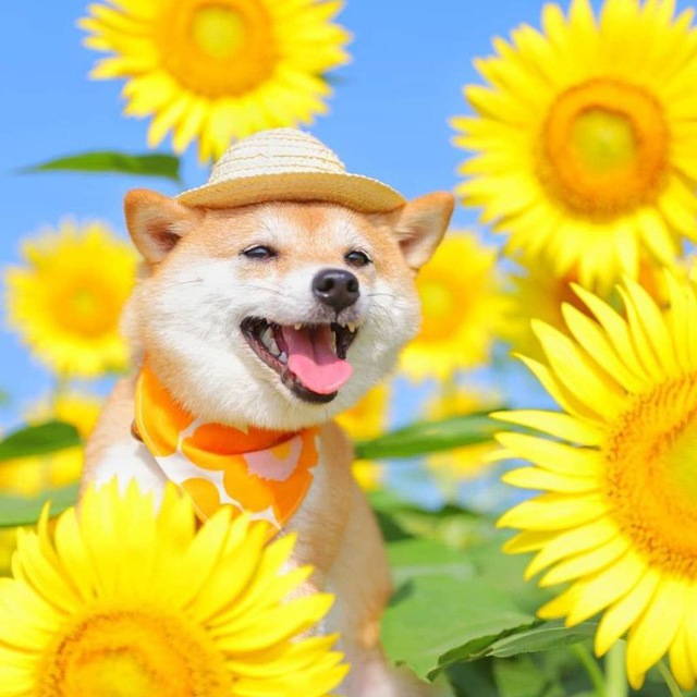 HiKARi 光 🌻