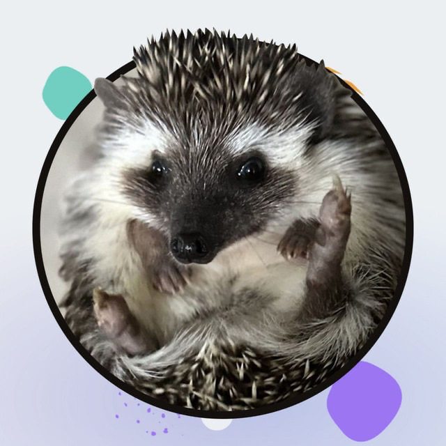 SHRUB CTO Elon's Hedgehog)