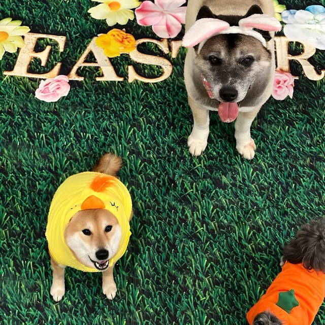 $DOGES - Elon Musk Confirmed The Dog Season By Posting a Picture of All His 'Doges' - PORTAL